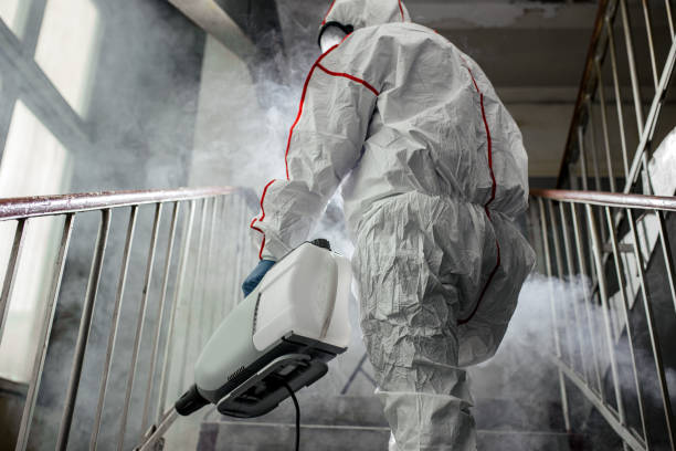 Why You Should Choose Our Mold Remediation Services in Lackawanna, NY